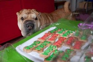 Img pasteles perros reposteleria pasteles galletas mascotas animales gatos art