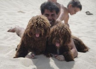 Img perros agua art