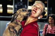 Img perros amor personas san valentin enamorados animales mascotas listado
