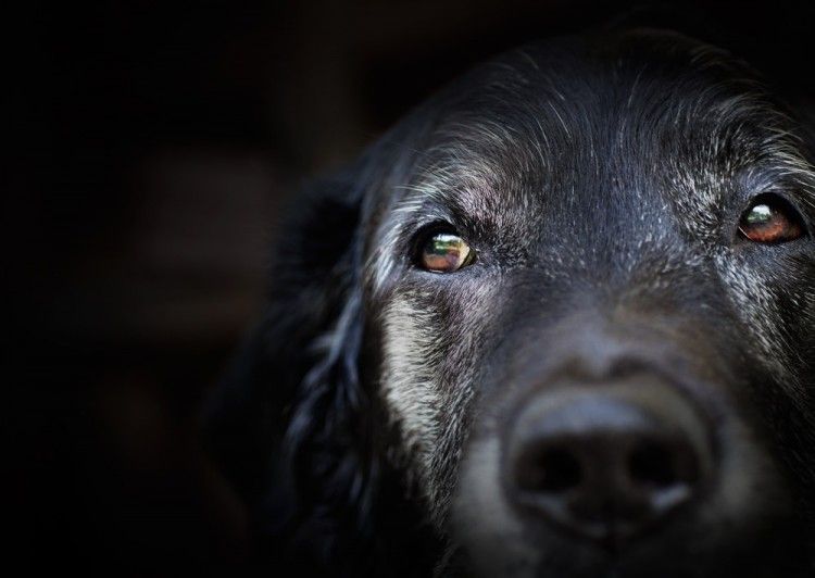 Img perros ancianos alzheimer mayores art