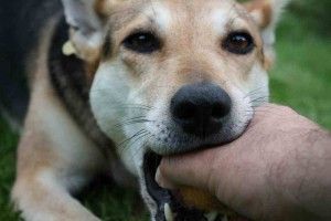 Img perros atragantamiento asfixia ayudar primeros auxilios mascotas heilmich art