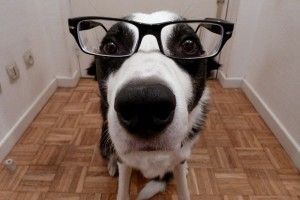 Img perros cancer detectar gafas enfermedades salud art
