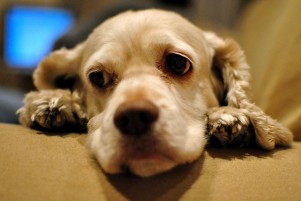 Img perros cancer quimioterapia mascotas animales salud enfermedades art