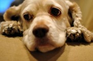 Img perros cancer quimioterapia mascotas animales salud enfermedades listado