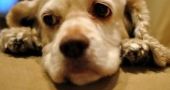Img perros cancer quimioterapia mascotas animales salud enfermedades listado
