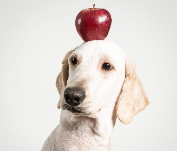 Juego de inteligencia para #perros #perro #mascotas  Juguetes tejidos para  perros, Actividades para perro, Juegos perros