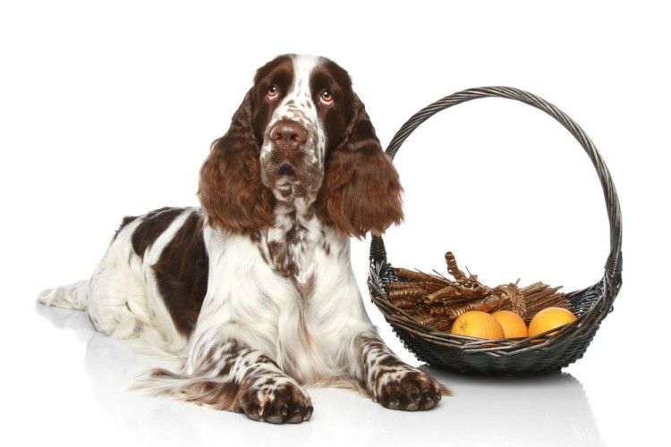 Puede comer mandarina un perro 2 Img perros comer naranjas peligros1 art