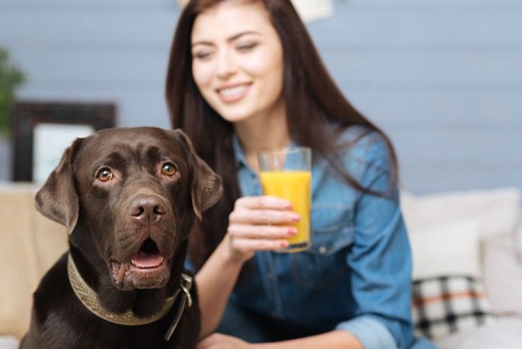 Puede comer mandarina un perro 1 Img perros comer naranjas peligros4 art