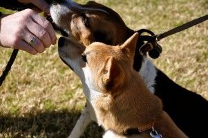 Img perros diabetes diabeticos alimentacion comida animales mascotas art