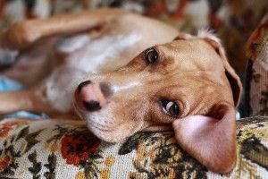 Img perros diarreas consejos alimentacion salud animales mascotas art