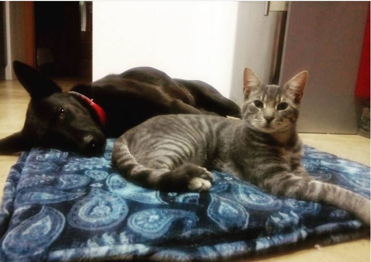 Img perros gatos amigos instagram