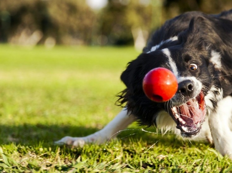 ▷ 11 Ideas de juegos para perros