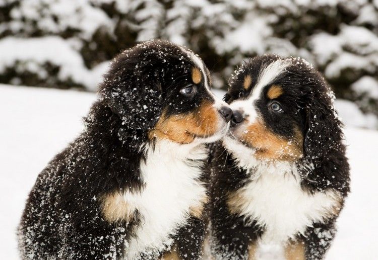 Img perros jugar nieve art