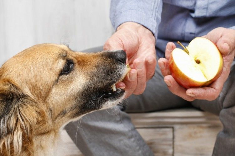 Img perros limpiar dientes frutas art