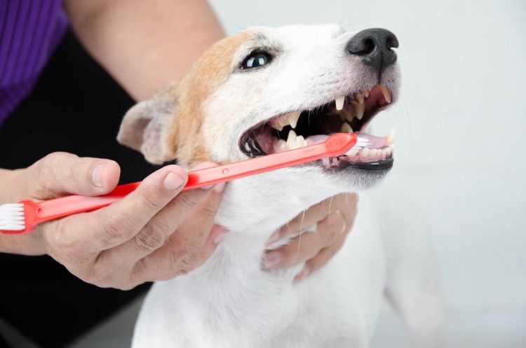 Img perros limpiar dientes trucos 2 art
