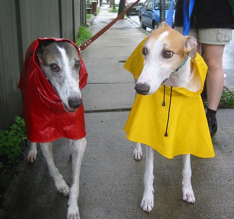 Img perros lluvia impermeable art