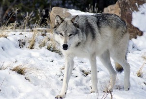 Img perros lobos diferencias semejanzas distintos especies animales mascotas art