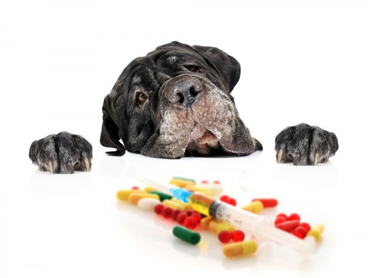 Tradicion Desbordamiento humor Puedo darle ibuprofeno a mi perro? | Consumer