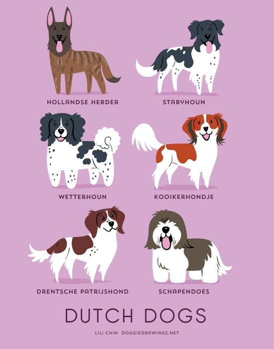recuerda Bigote A nueve Cuántas razas de perros hay en el mundo? | Consumer