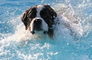 Img perros nadadores rescate emergencias animales nadar agua mar pescadores art