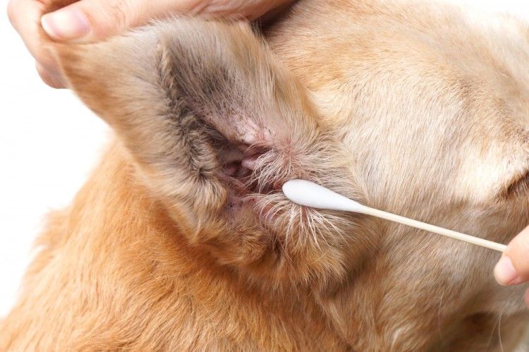 repetir Punto Clasificar Cómo limpiar los oídos a un perro? | Consumer