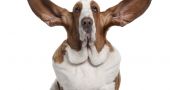 Img perros orejas cuidados otitis