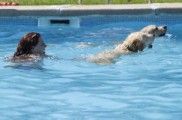 Img perros piscinas salpican eventos solidarios defensa animales adoptar mascotas animales adoptar listado
