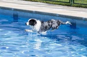Img perros piscinas salpican solidarios defensa animales adoptar mascotas animales art