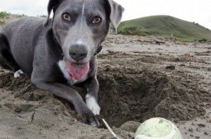 Img perros playa equipaje complementos proteger calor animales mascotas art