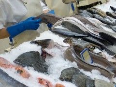Img pescaderia rec1