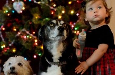 Img recetas para perros cocina casera canes mascotas animales navidad comida especial art