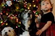 Img recetas para perros cocina casera canes mascotas animales navidad comida especial listado