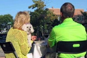 Img restaurantes perros admiten perros tapas madrid barcelona coruna bares mascotas animales art