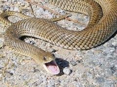 Img serpiente1