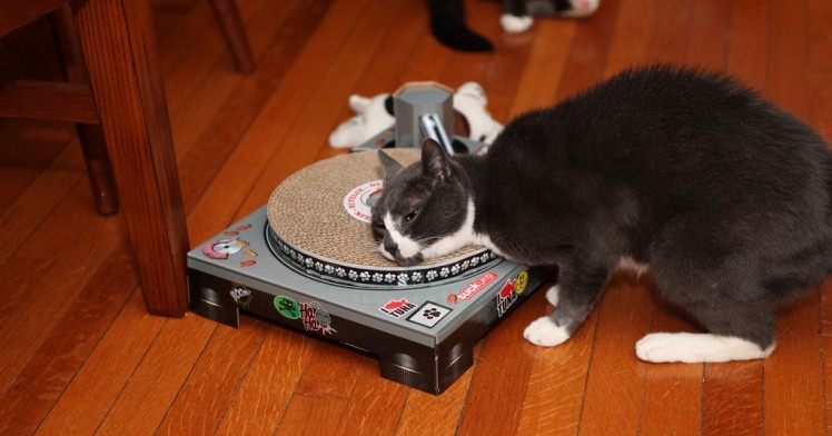 Img shocks gatos musica art
