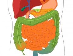 digestio-sistemako entzimak