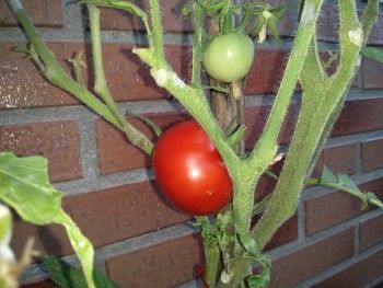 Img tomate