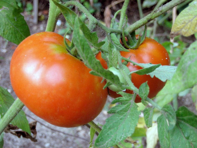 Img tomates huerta local