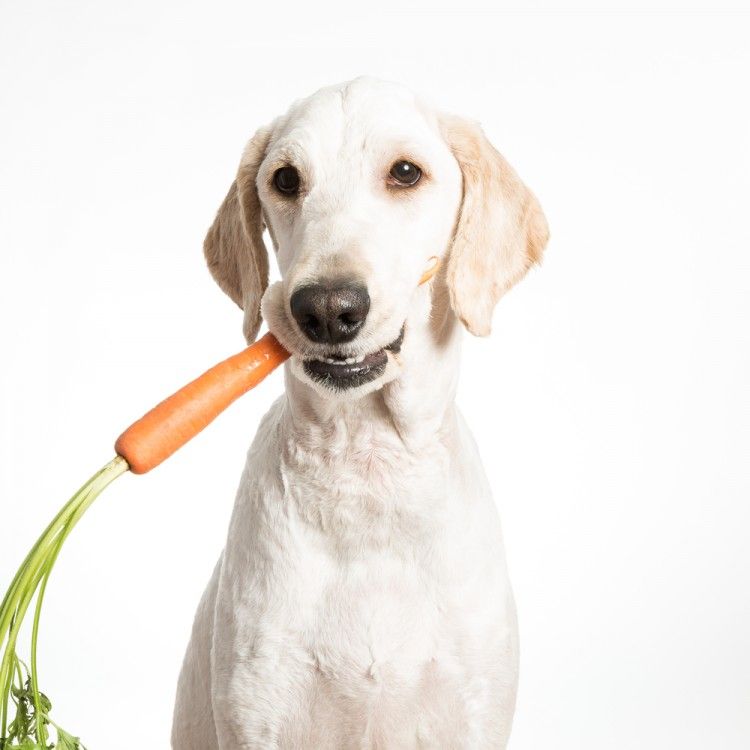 Img vegetales perros sanos art