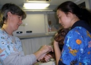 Img veterinario urgencia emergencias perros gatos art