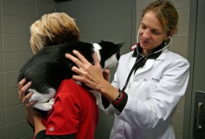 Img veterinarios crisis perros gatos no acuden consultas enfermedades art