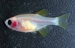 Img zebrafish385
