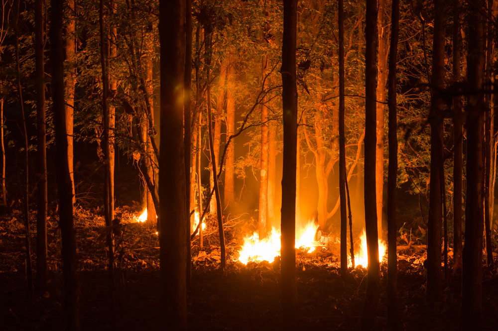 Incendios forestales, ¿me pagarán los daños?
