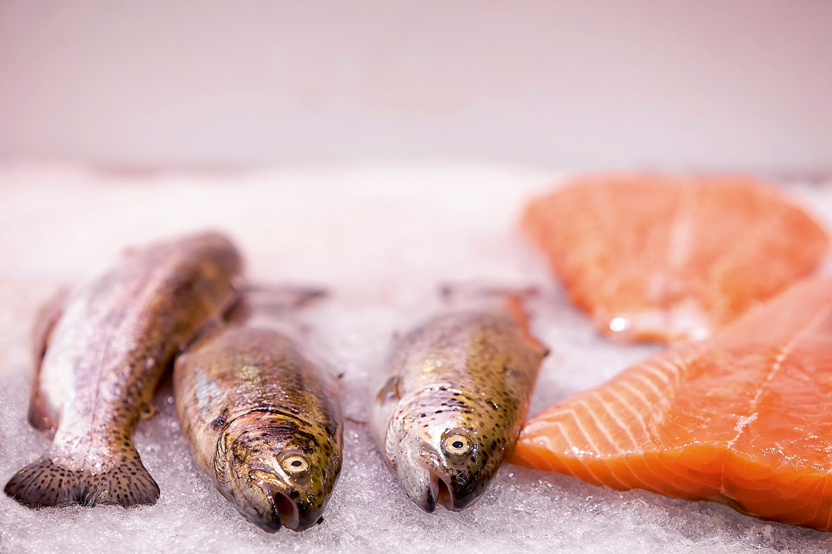 Pescado salmon hielo