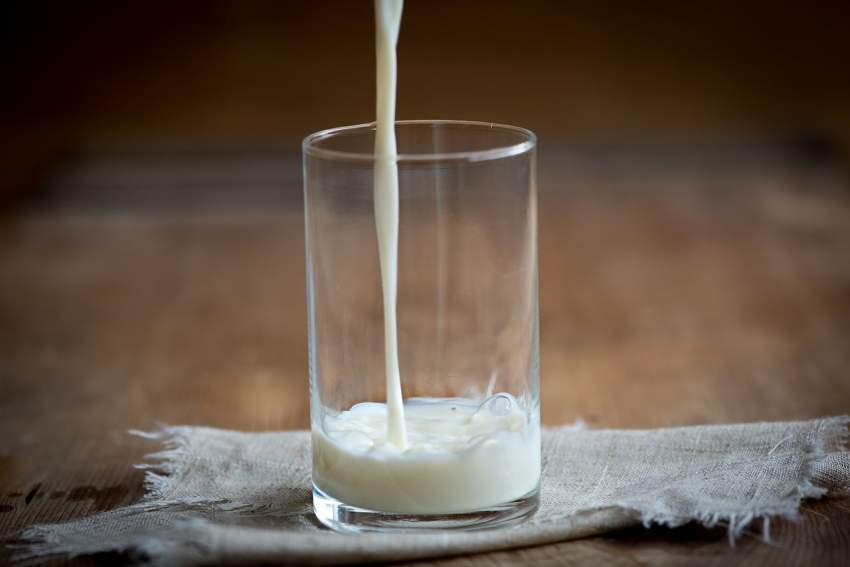 leche rica proteinas