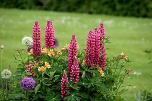 lupines