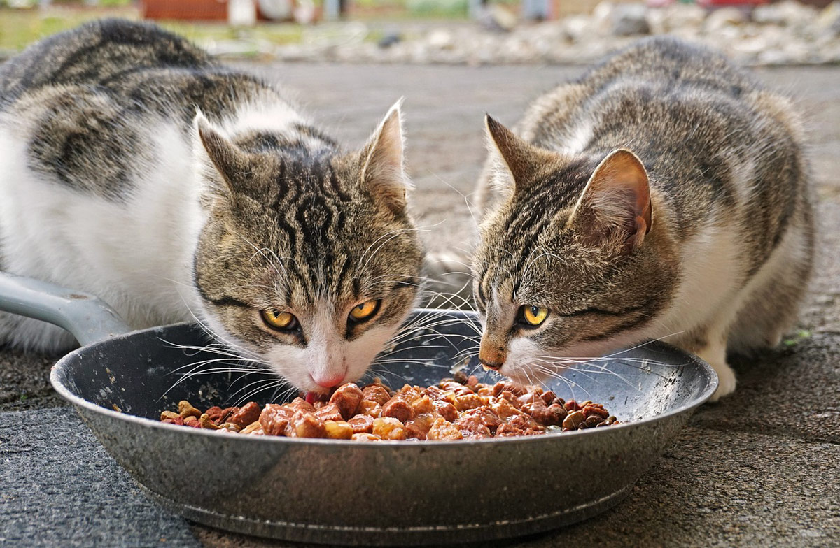 alimentar gatos de la calle