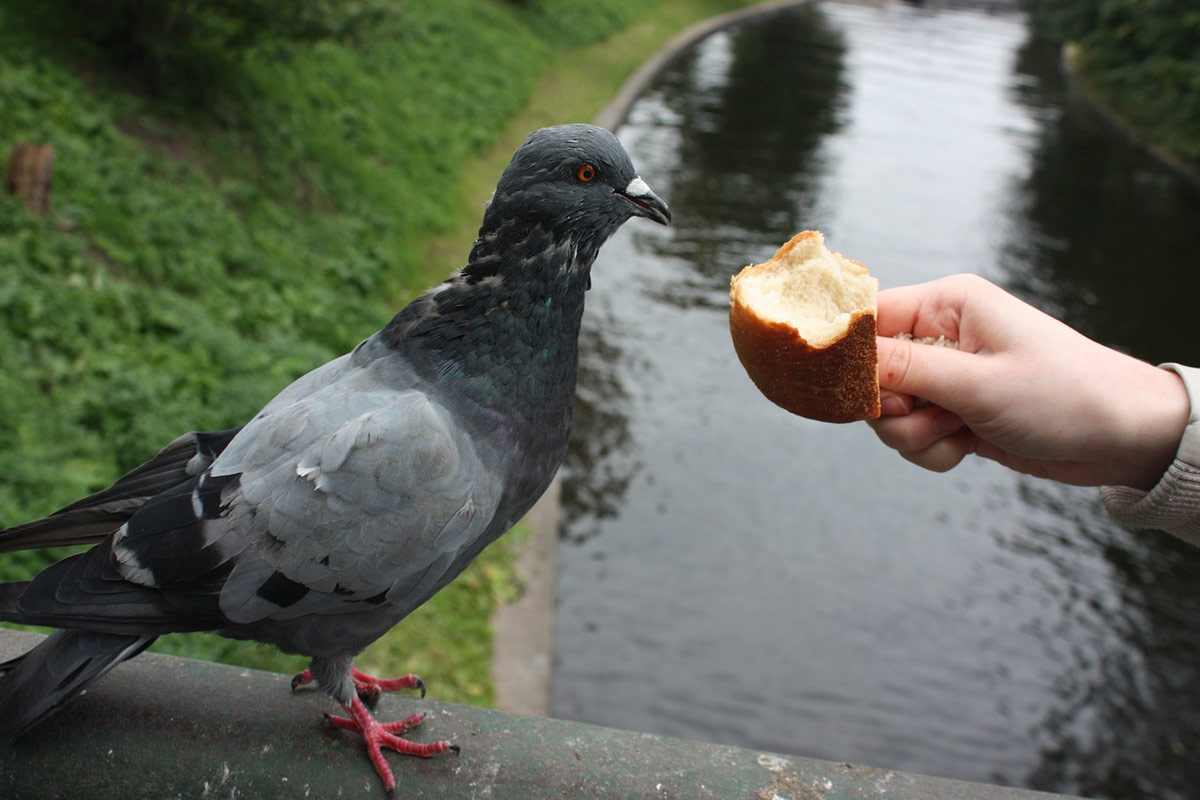 dar de comer palomas