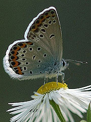 La fragilidad de la piel