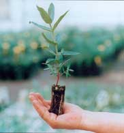 Críticas de las organizaciones ecologistas